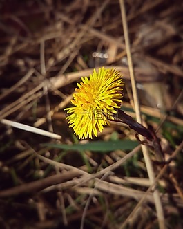 花,開(kāi)花,黃色