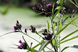 blazingstar,鮮花,秋