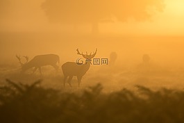 鹿,清晨的陽光,野生動物