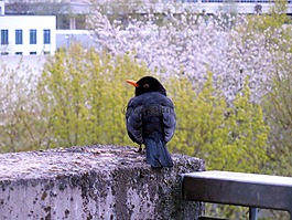 黑鳥(niǎo),鳥(niǎo),性質(zhì)