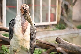 動物園,鳥,夏天