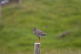 冰島,redshank,鳥