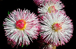 花,雛菊,性質