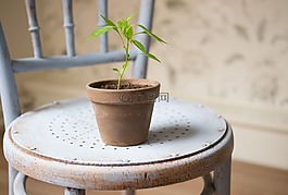新鲜,植物,叶