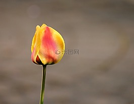 郁金香,關(guān)閉,開花