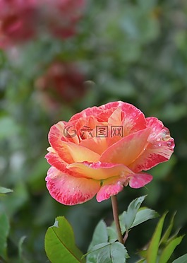 粉色,花,灌木