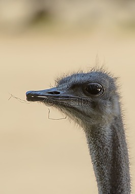 鴕鳥,年輕,頭