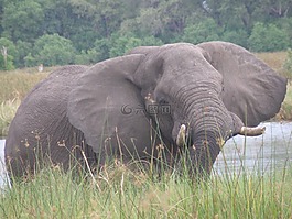象,野生動物,野生