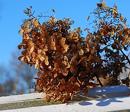 八仙花,花,開花