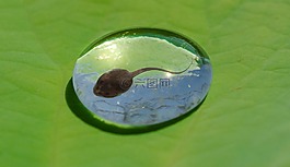 蝌蚪,水,下降