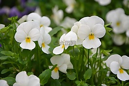 白色的花,思想,花壇