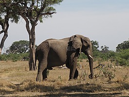 象,野生,野生動物