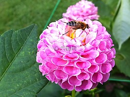 花,粉紅色,植物區(qū)系