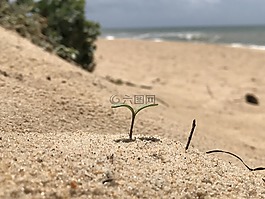 海灘,活,海