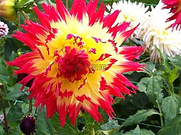 花,紅色,黃色
