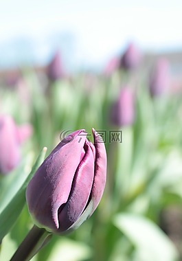 郁金香,紫,開(kāi)花