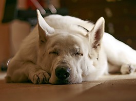睡眠,狗,白