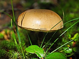 蘑菇,菌類(lèi),森林