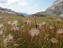 鮮花,性質(zhì),花性質(zhì)