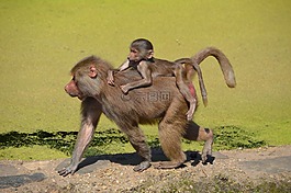 狒狒,動(dòng)物園,系列