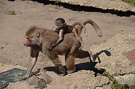 狒狒,動(dòng)物園,系列