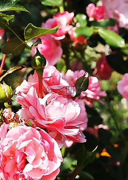 玫瑰,野生,花園