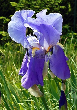 虹膜,花,紫