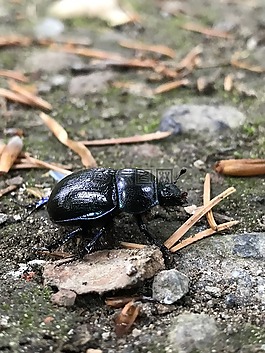 甲虫,性质,地面