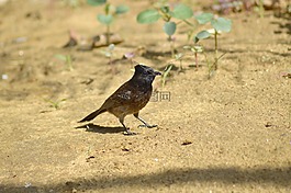 鳥,自然,杜鵑