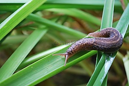 蝸牛,性質(zhì),軟體動(dòng)物