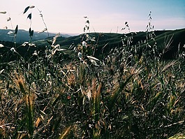 植物,原野,山