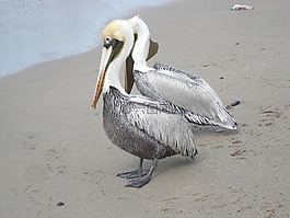 鳥,海,沙