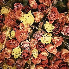 玫瑰,d,鮮花