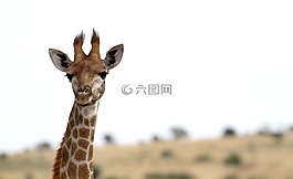 長(zhǎng)頸鹿,非洲,野生動(dòng)物園
