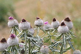 鲜花,蒺藜,阿尔卑斯山
