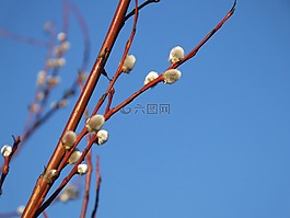 天空,藍(lán)色,樹(shù)