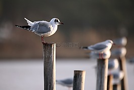 鳥(niǎo),動(dòng)物區(qū)系,性質(zhì)