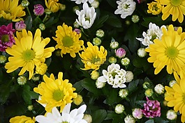 鮮花,黃色,白