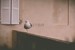 海鷗,一條腿,鳥