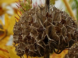 開(kāi)花,秋季,褪色