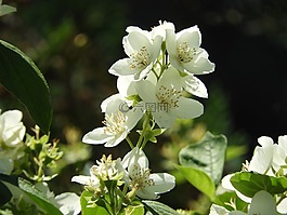 茉莉,夏季,白