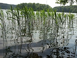 湖濱區(qū),性質(zhì),景觀