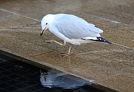 海鷗,鳥(niǎo),幾點(diǎn)思考