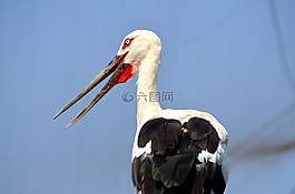 動物,鳥,鸛