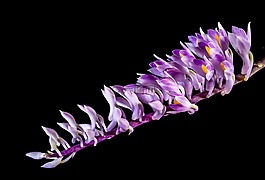 野生蘭花,蘭花,開花