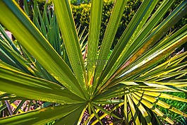 植物,植物學(xué),光明