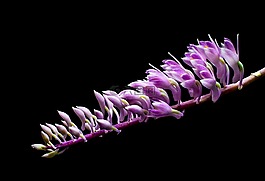 野生蘭花,蘭花,開花