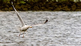 海鷗,飛行,鳥