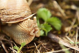 蝸牛,探頭,動物