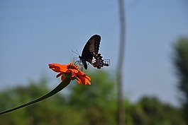 蝴蝶,花,自然